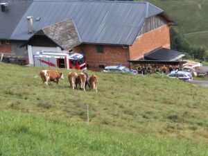 Mehr über den Artikel erfahren Einsatz: Rettung Großtier Gmundnerberg